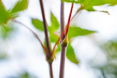 Acer palmatum 'Atropurpureum' cépée 200-250