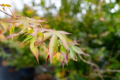 Acer palmatum 'Atropurpureum' cépée 200-250