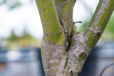 Acer palmatum 'Atropurpureum' cépée 200-250