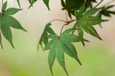 Acer palmatum 'Atropurpureum' cépée 200-250