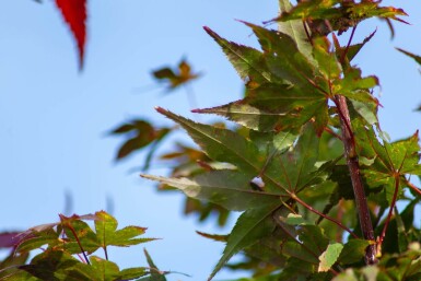 Acer palmatum 'Atropurpureum' cépée 200-250
