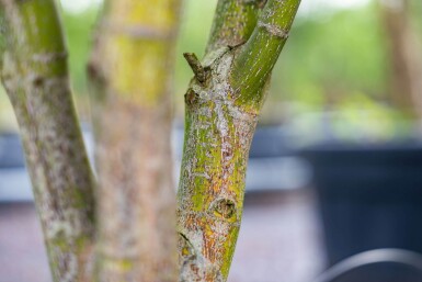 Acer palmatum 'Atropurpureum' cépée 200-250
