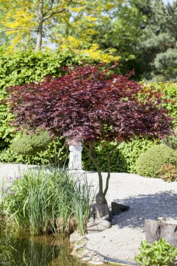 Acer palmatum 'Atropurpureum' cépée 200-250