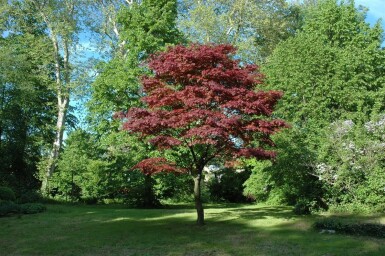 Acer palmatum 'Atropurpureum' cépée 200-250