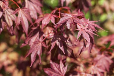 Acer palmatum 'Atropurpureum' cépée 200-250