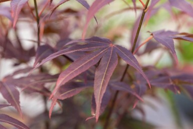 Acer palmatum 'Atropurpureum' cépée 200-250