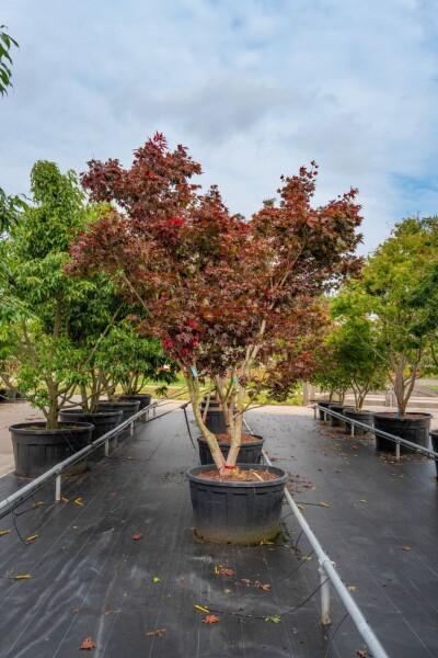 Acer palmatum 'Bloodgood' cépée 200-250