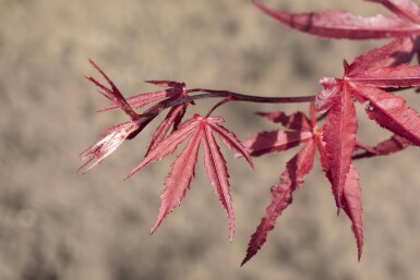 Acer palmatum 'Bloodgood' cépée 200-250