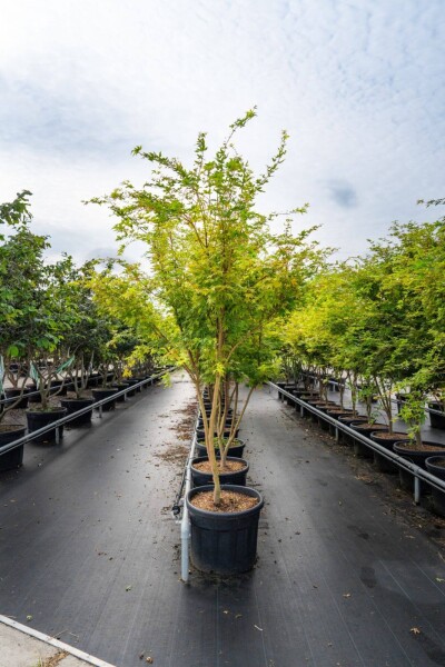 Acer palmatum 'Ôsakazuki' cépée 250-300