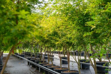 Acer palmatum 'Ôsakazuki' cépée 250-300