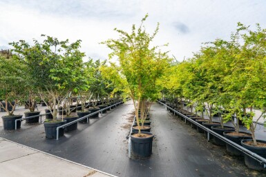 Acer palmatum 'Ôsakazuki' cépée 250-300