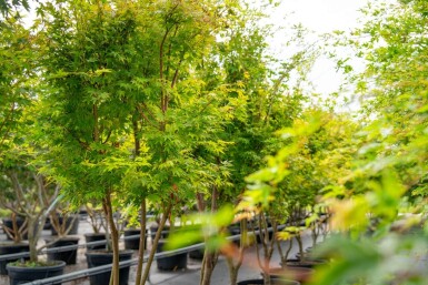 Acer palmatum 'Ôsakazuki' cépée 250-300