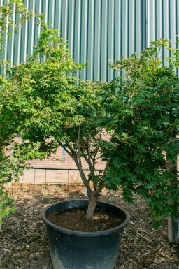 Acer palmatum 'Ôsakazuki' cépée 250-300