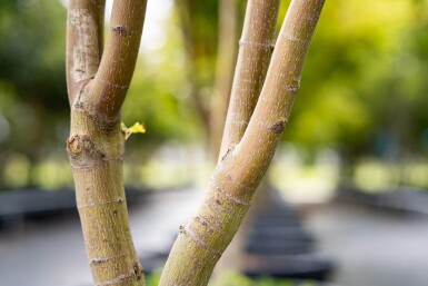 Acer palmatum 'Ôsakazuki' cépée 250-300