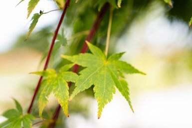 Acer palmatum 'Ôsakazuki' cépée 250-300