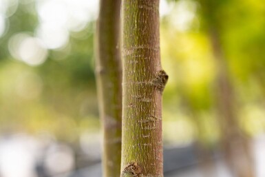 Acer palmatum 'Ôsakazuki' cépée 250-300