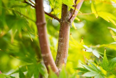 Acer palmatum 'Ôsakazuki' cépée 250-300