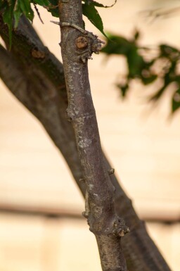 Acer palmatum 'Ôsakazuki' cépée 250-300