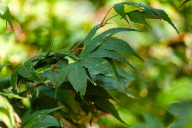 Acer palmatum 'Ôsakazuki' cépée 250-300