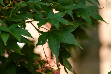Acer palmatum 'Ôsakazuki' cépée 250-300