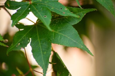 Acer palmatum 'Ôsakazuki' cépée 250-300