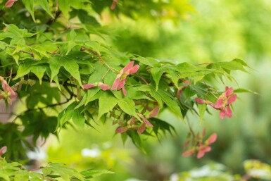 Acer palmatum 'Ôsakazuki' cépée 250-300