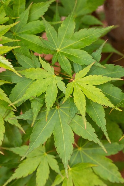 Acer palmatum 'Sangokaku' cépée 200-250