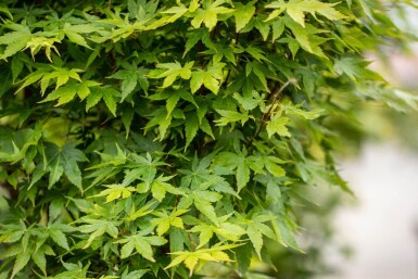Acer palmatum 'Sangokaku' cépée 200-250