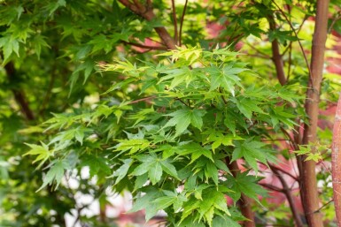 Acer palmatum 'Sangokaku' cépée 200-250