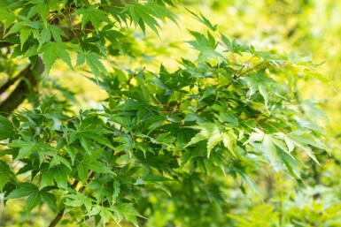 Acer palmatum 'Sangokaku' cépée 200-250