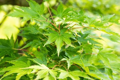 Acer palmatum 'Sangokaku' cépée 200-250