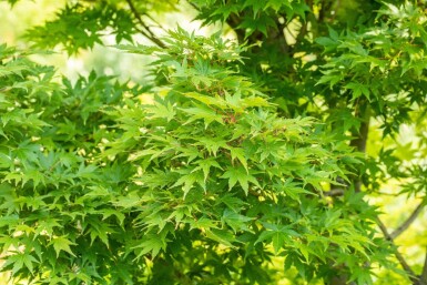 Acer palmatum 'Sangokaku' cépée 200-250