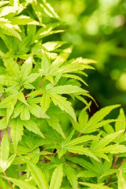 Acer palmatum 'Sangokaku' cépée 200-250