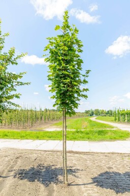 Acer platanoides haute-tige