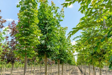 Acer platanoides haute-tige