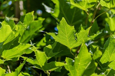 Acer platanoides haute-tige 8/10