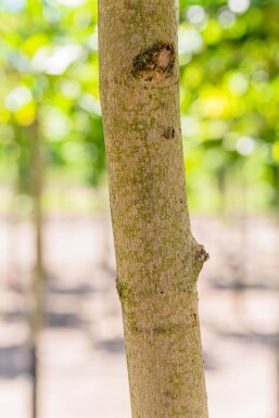 Acer platanoides haute-tige 8/10