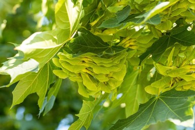 Acer platanoides haute-tige 8/10