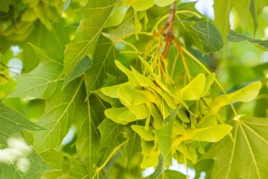 Acer platanoides baliveau