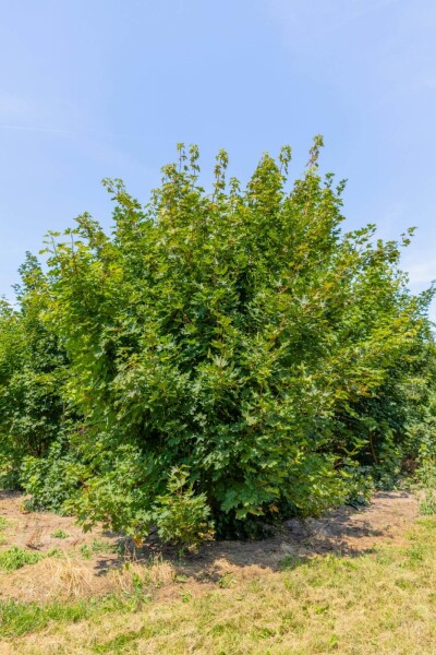 Acer platanoides cépée 200-250