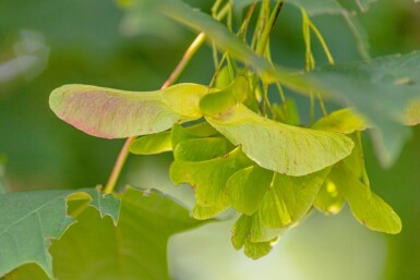 Acer platanoides cépée 200-250