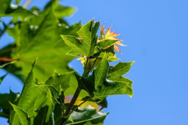 Acer platanoides cépée 200-250
