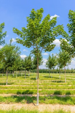 Acer platanoides 'Cleveland' haute-tige