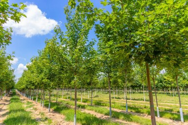 Acer platanoides 'Cleveland' haute-tige 10/12