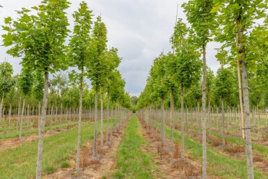 Acer platanoides 'Cleveland' haute-tige 10/12