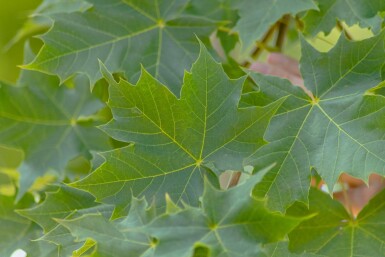 Acer platanoides 'Cleveland' haute-tige 10/12