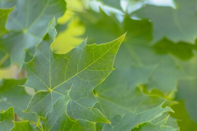 Acer platanoides 'Cleveland' baliveau 12/14