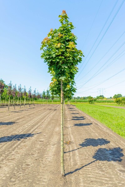 Acer platanoides 'Columnare' haute-tige 12/14