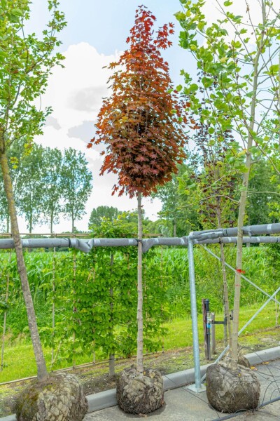 Acer platanoides 'Crimson Sentry' haute-tige 10/12 225cm tronc