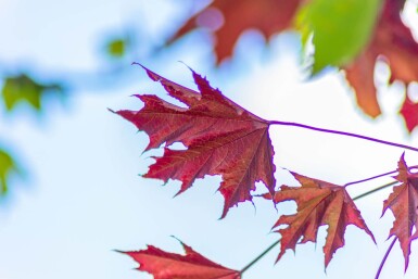 Acer platanoides 'Crimson Sentry' haute-tige 10/12 225cm tronc